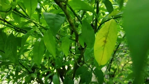 Macro View of Fresh Green Foliage with Water Drops: Lush Wet Nature Background Stockbeeldmateriaal 324883635