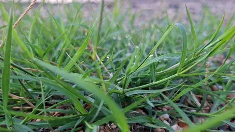 Macro View of Fresh Green Grass on Sandy Soil Stock Footage 332693498