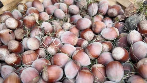 Macro view of fresh hazelnuts Stock Footage 347178971