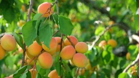 Macro view of fresh ripe apricot fruits growing on a tree branch before harvest. Stock Footage 340517546