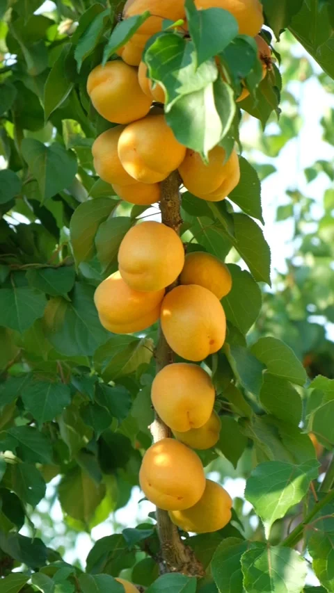 Macro view of fresh ripe apricot fruits growing on a tree branch before harvest. Stock Footage 340517904