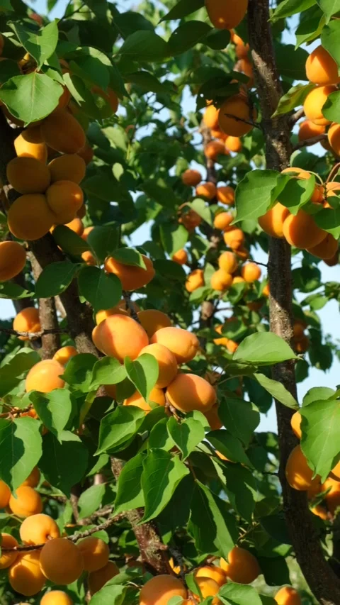 Macro view of fresh ripe apricot fruits growing on a tree branch before harvest Stock Footage 341578056