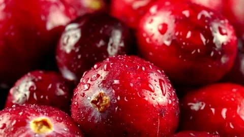Macro view of fresh ripe cranberries. Stock Footage 142948483