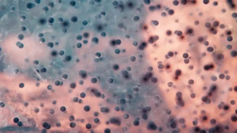 Macro view of frog spawn eggs underwater Stock Footage 330921266