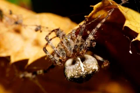 Macro view of the front and top Araneus spider on cobweb Stock Photos
