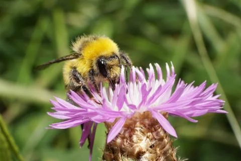 Macro view from front of Caucasian bumblebee Bombus serrisquama with wings si Fotos de archivo