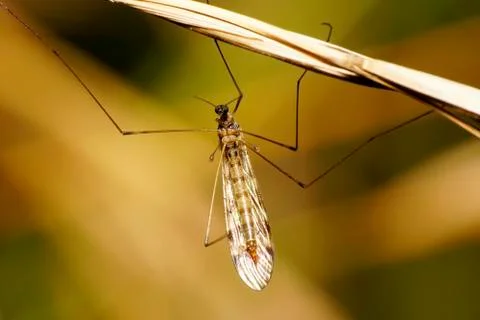 Macro view from the front of Caucasian long-legged mosquito  Stock Photos