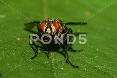Macro view from the front of gray Caucasian fly with large red eyes on leaf Stock Photos