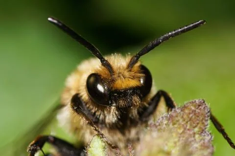 Macro view from the front of head of fluffy, brown Caucasian bee Melecta 库存照片