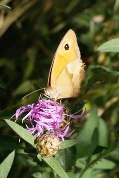 Macro view from the front of a light brown butterfly Maniola jurtina Fotos Stock