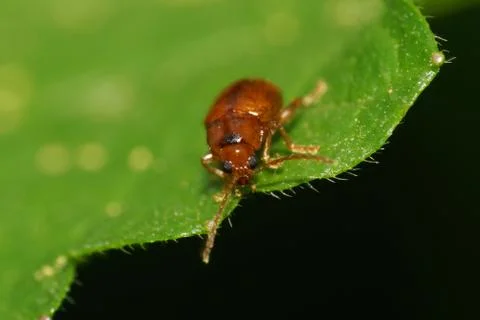 Macro view from the front of a small brown Caucasian leaf beetle 库存照片