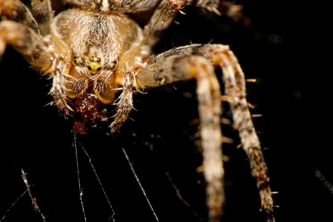 Macro view from the front of spider Araneus diadematus 写真素材