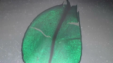 Macro view of funaria moss leaf filmed under microscope with cross light and 40 Stock Footage 205237176