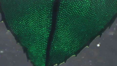 Macro view of funaria moss leaf filmed under microscope with cross light and 100 Stock Footage 209283756