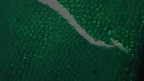Macro view of funaria moss leaf filmed under microscope with cross light and 200 Stock Footage 210476283
