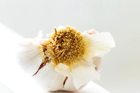Macro view of garlic bulb Stock Photos