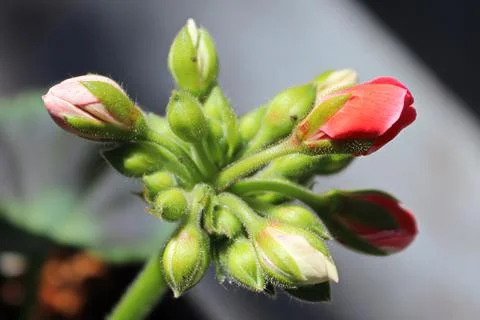 Macro view of geranium buds in a cluster Stock Photos