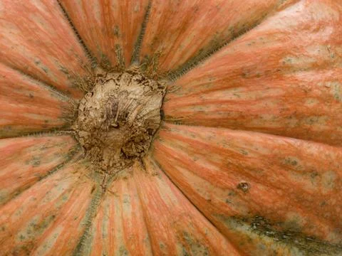 Macro view of giant pumpkin Foto stock