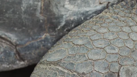 Macro View of Giant Tortoise Carapace Video stock 341009137