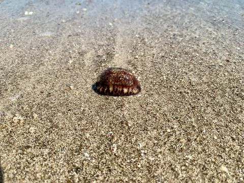 Macro View of Glossy Seashell on Wet Sand at Tanjung Lesung Beach Stock Photos