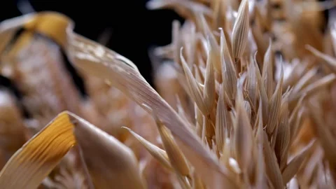 Macro view of grain drying. Oats, flax, wheat and rye on a black background.. Stock Footage 234187344