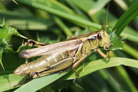 A macro view of a grasshopper eating thistle Stock Photos