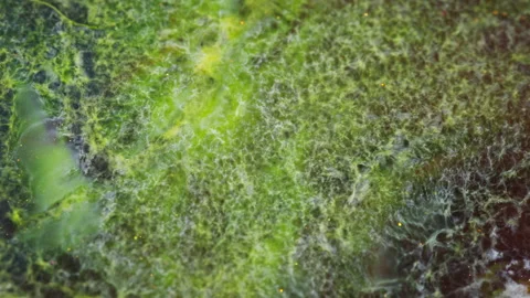 Macro view of green algae like ink spreading in mysterious fluid base Video stock 333856409