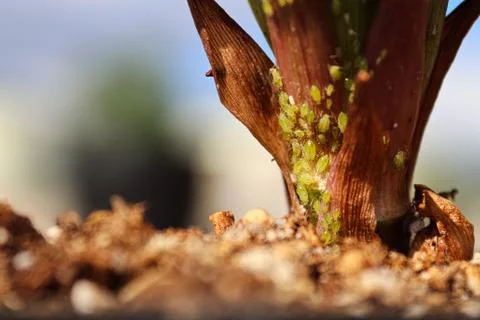 Macro view of green aphids on the base of a lilly plant Stock Photos