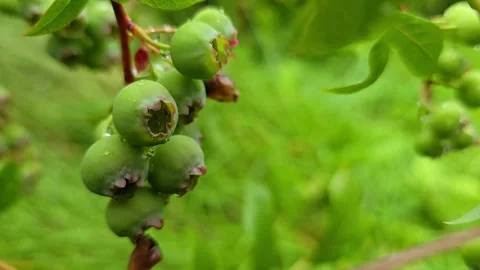 Macro view of green blueberries after rain Stock Footage 340583266