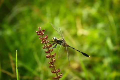 Macro View Of A Green Dragonfly Perched On Flower Bud Foto stock