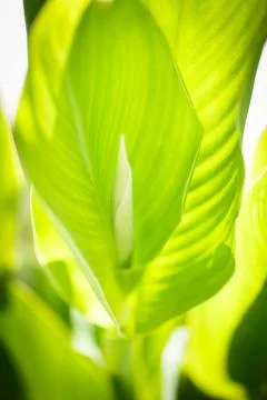 Macro view of green flower Stock Photos