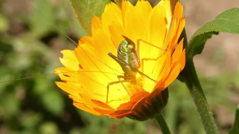 Macro view of green grasshopper nymph on reverse side of marigold flower 動画素材 335488860
