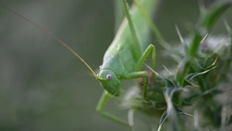 Macro view of green grasshopper on thistle plant Stock-Footage 311867503