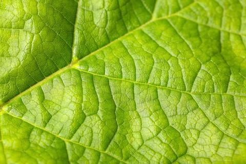 Macro view of green leaf as background Stock Photos
