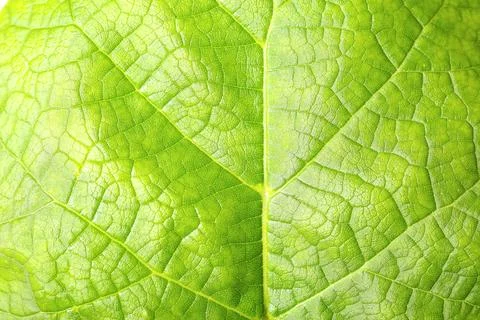 Macro view of green leaf as background Stock Photos