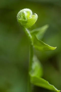 Macro view of a green leaf new with texture Stock Photos