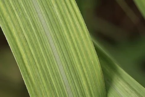 Macro view of green leaf texture. Natural botanical and organic environment.. Stock-Fotos
