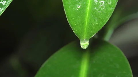 Macro View of Green Leaf with Water Drop or Rain Drop Stock Footage 45440676