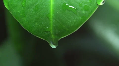 Macro View of Green Leaf with Water Drop or Rain Drop Stock Footage 45448500