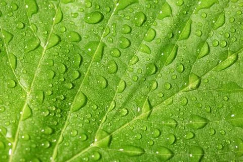 Macro view of green leaf with water drops as background Stock Photos