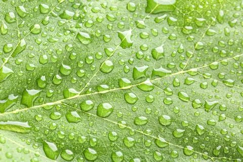 Macro view of green leaf with water drops as background Stock Photos