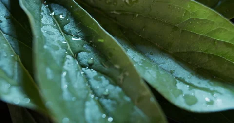Macro view of green leaves on dark background. Wet peony leaves studio shot. Stock Footage 133246551