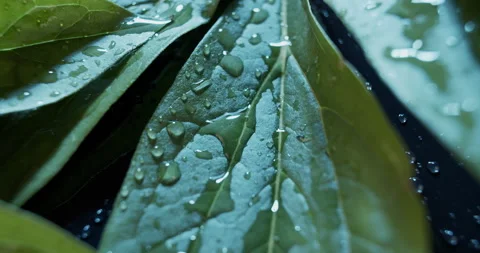 Macro view of green leaves on dark background. Wet peony leaves studio shot. Vídeo Stock 133910569