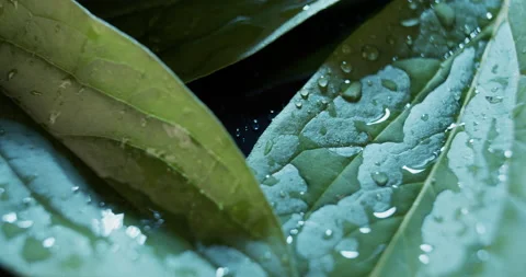 Macro view of green leaves on dark background. Wet peony leaves studio shot. Stock Footage 134457110