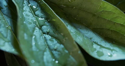 Macro view of green leaves on dark background. Wet peony leaves studio shot. Stock Footage 134690956