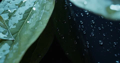 Macro view of green leaves on dark background.Leaves and waterdrops studio shot. Stock Footage 134691380
