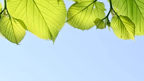 Macro view of green leaves with empty space Stock Footage 306246938
