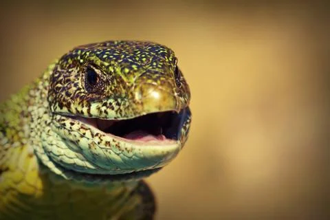 Macro view of a green lizard head ( Lacerta viridis ) Stock Photos