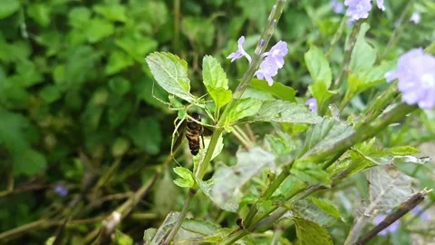 A macro view of green lynx spider eating honey bee Stock Footage 210188251