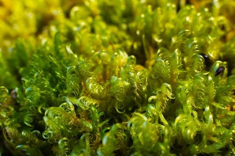 Macro view of green moss texture Stock Photos